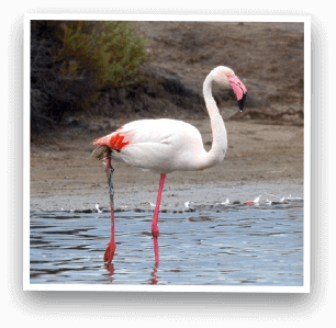 flamants roses flamants roses