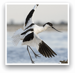 avocettes avocettes