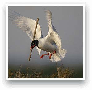 MOUETTES MÉLANOCÉPHALES