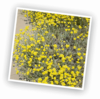 immortelle des sables